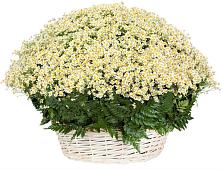 Цветочная композиция из Ромашки в корзине #REPLACE_PRED# Середейском